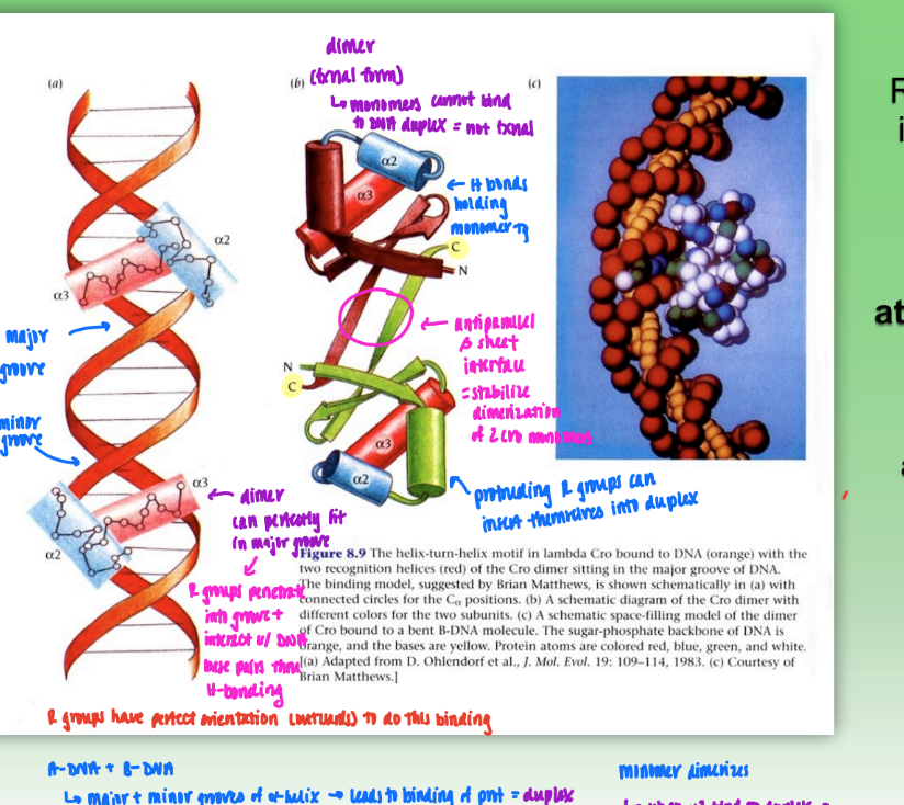 <ul><li><p>dimer that binds DNA duplex</p></li><li><p>dimer = fxnal form</p><ul><li><p>monomers cannot bind DNA duplex</p></li></ul></li><li><p>H bonds hold each monomer tg</p></li><li><p>dimerization stabilized by antiparallel beta sheet interface</p></li><li><p><strong>protruding R groups on alpha helix</strong> available to perfectly penetrate into major &amp; minor groove of DNA</p><ul><li><p>stabilized w/ H-bonding</p></li></ul></li></ul><p></p>