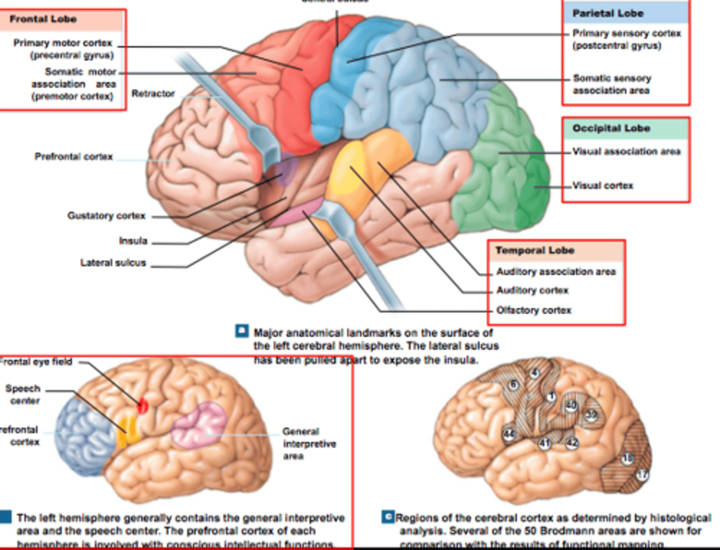 <p>Executive Functioning has Motor strip, Supplemental motor area, Broca's area, Prefrontal cortex</p><p>- Recieves and evaluates sensory information.</p><p>- Vision and visual memory, language formation</p><p>- Recieves and processes auditory information.</p>