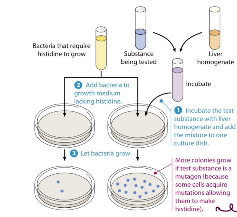 <p>Identifies potential carcinogens</p>