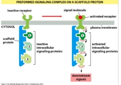 <p class="Paragraph WhiteSpaceCollapse SCXP236256941 BCX8" style="text-align: left;"><span><span>1) Stable: components of the signalling pathway are linked by a scaffold protein</span></span><span style="line-height: 0px;"><span></span></span></p><p></p>