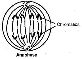 <p>Spindle fibers pull the sister chromatids apart, pulling them away from the center of the cell</p>