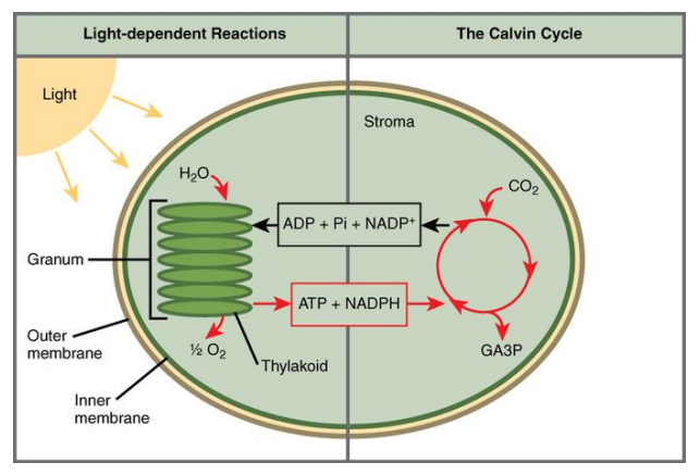 <ul><li><p>light dependent reactions: thylakoid</p></li><li><p>light independent reactions: calvin cycle, dark reactions</p></li></ul><p></p>