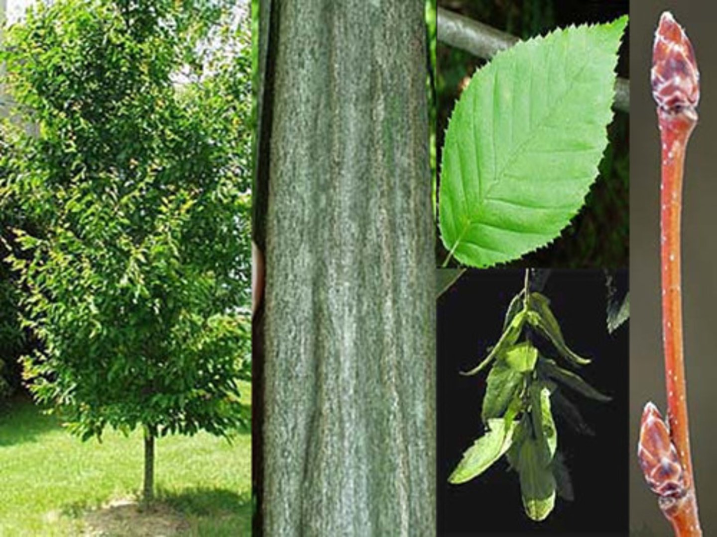 <p>doubly serrate, pendulus nutlet, muscular, smooth bark</p>
