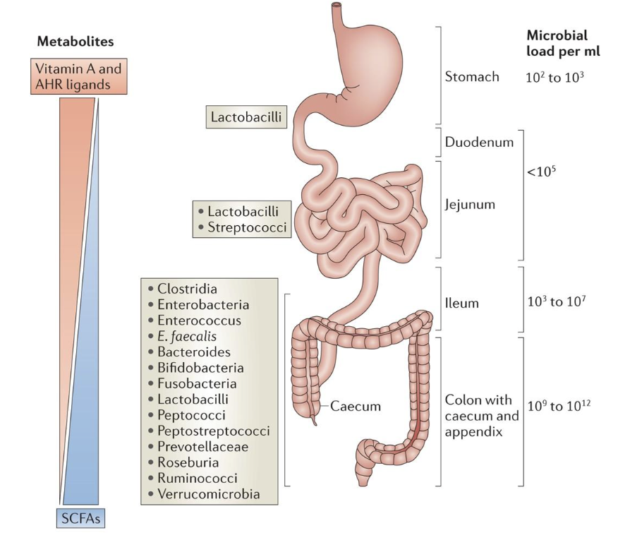 <ul><li><p>different microbiomes in different parts of the organ (such as the GI tract)</p><ul><li><p>pH differences</p></li><li><p>access to nutrients (mucus, undigested fiber, etc.)</p></li><li><p>majority of species are obligate anaerobes (organisms that are unable to survive in presence of oxygen)</p></li><li><p>antigen content, gut-associated lymphoid tissue (GALT), and leukocyte populations vary throughout the gut</p></li></ul></li></ul><p></p>