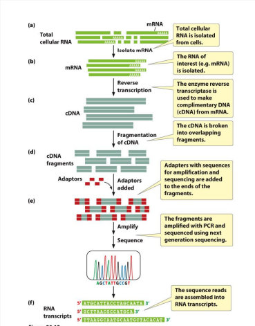 <p>Allows you to identify ALL mRNA transcripts present in cell</p><p>1) Isolate total RNA from cells (specific whether prokaryotic or eukaryotic)</p><p>2) Select for type of RNA (in this case, mRNA)</p><p>3) Reverse transcribe RNA into cDNA using DNA primers, dNTPs, and reverse transcriptase</p><ul><li><p>Remember, for eukaryotic cells → Oligo T primer</p></li><li><p>For prokaryotic cells→ Random hexamer primer</p></li></ul><p>4) cDNA gets fragmented and adaptors are added</p><p>5) Lastly, sequence using short read sequencing for bacteria and long read sequencing for eukaryotes</p><p><strong>Advantages:</strong> high sensitivity &amp; high dynamic range</p><p></p>