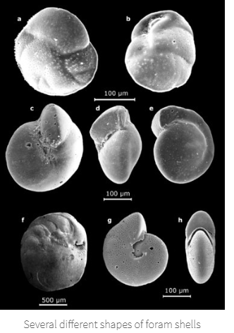 <p>Foraminifera</p><ul><li><p>Single-celled protists</p></li><li><p>Tiny calcite shells</p></li><li><p>~size of grain of sand</p></li></ul><p></p>