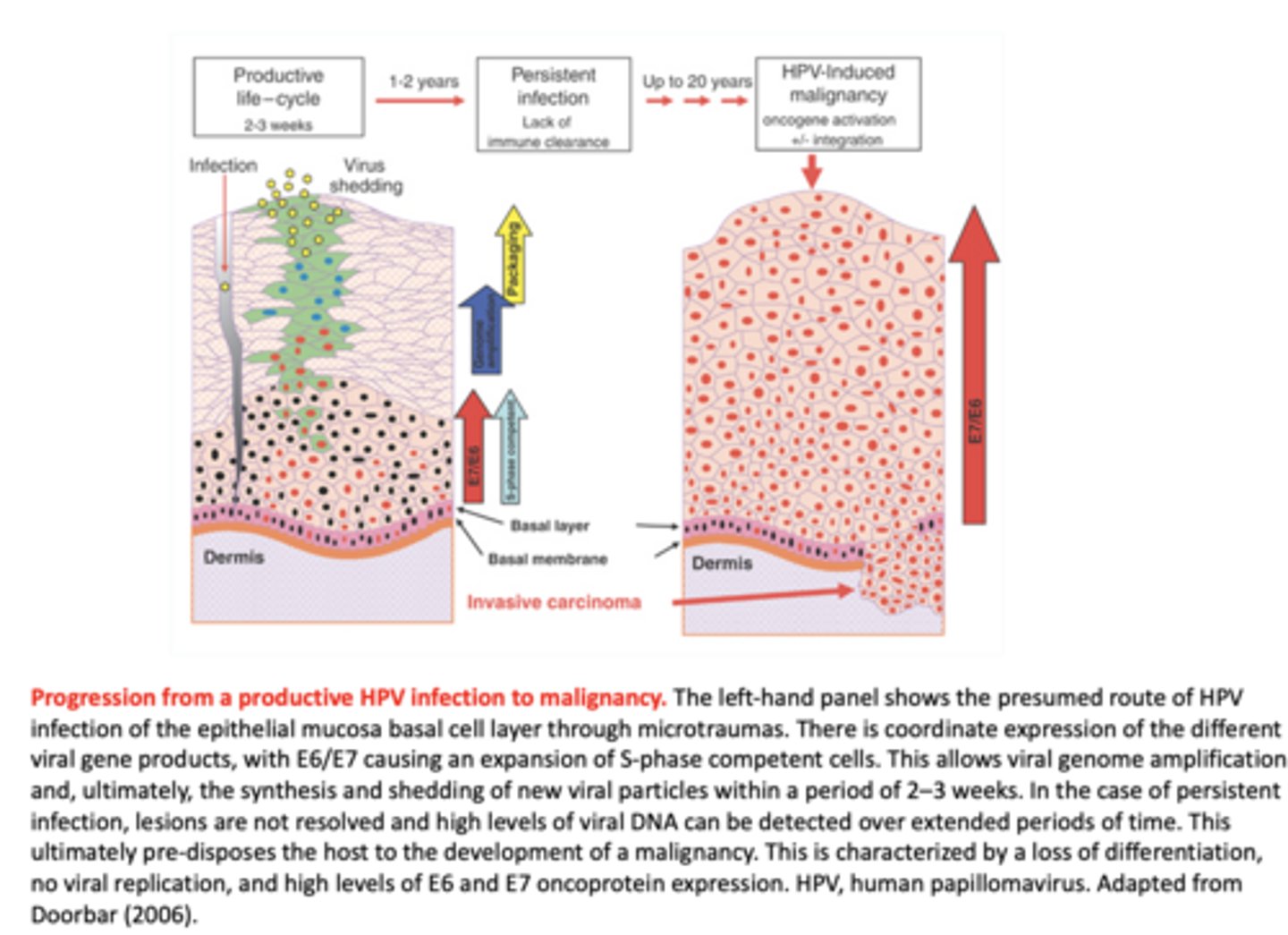<p>latent, chronic, long-term HPV infection:</p>