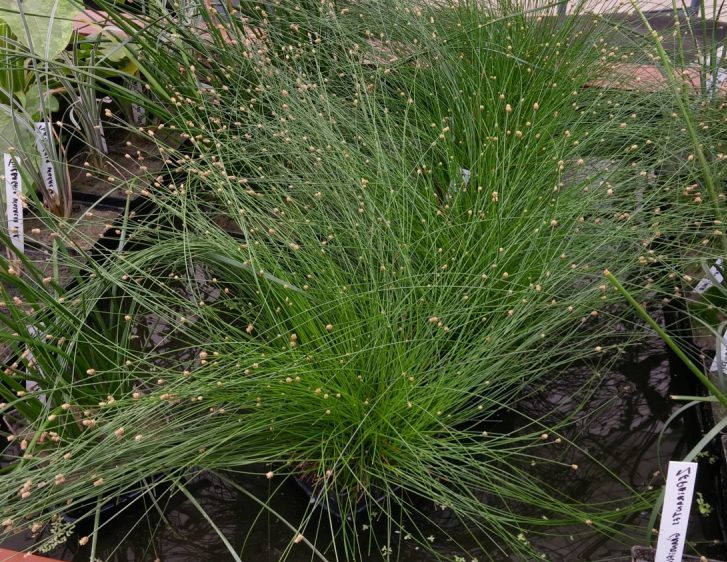 Family: Cyperaceae

SN: Eleocharis montevidensis