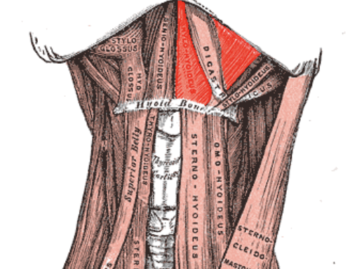<p>thick flab below the anterior belly (takes up the whole under chin)</p>