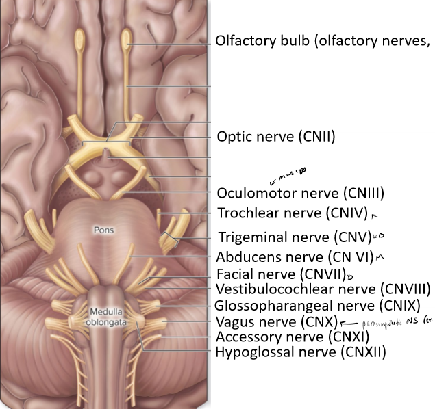 <p>Describe cranial nerves</p>