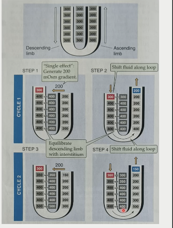 1\. turn on nephron transport in ascending limb

2\. start the countercurrent flow