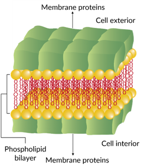 <p>= protein sandwich</p><p>phospholipid bilayer covered by membrane protein layer on both the intracellular and extracellular regions</p>