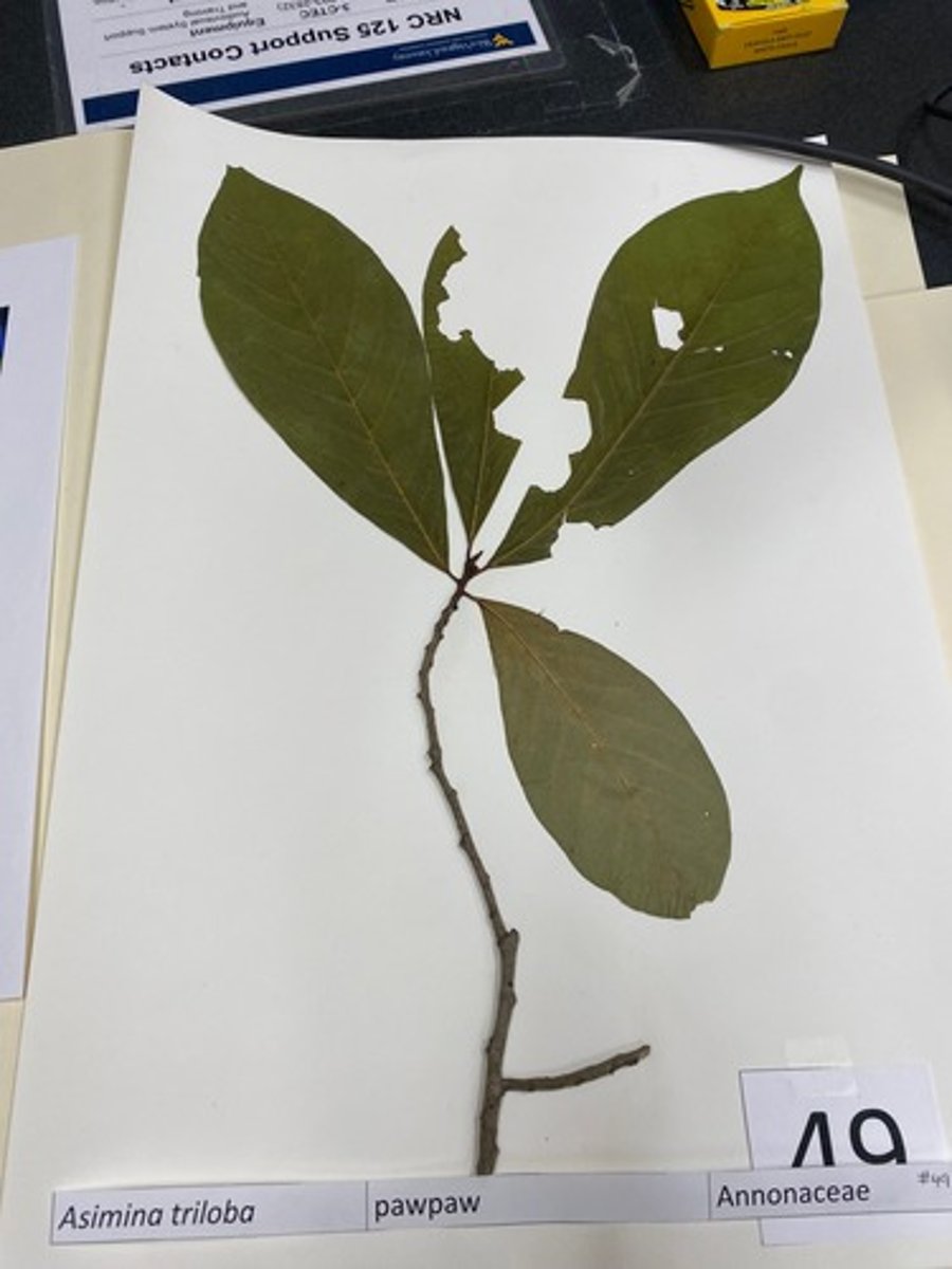 <p>Asimina triloba (Annonaceae)</p>