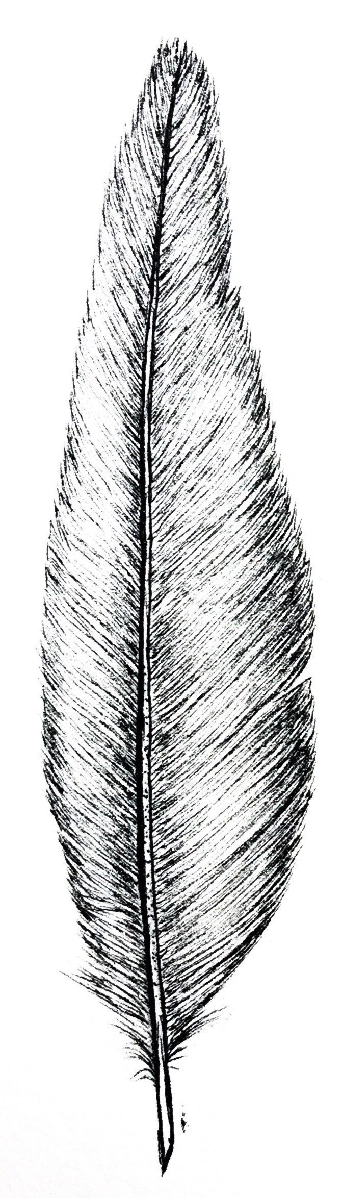 <p>what feather is this?</p>
