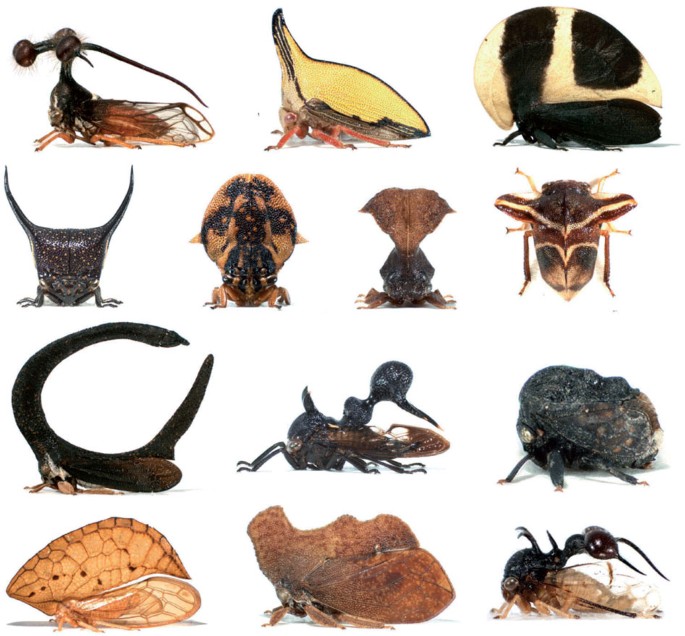 <p>Tree Hoppers</p><p>Order Hemiptera</p>