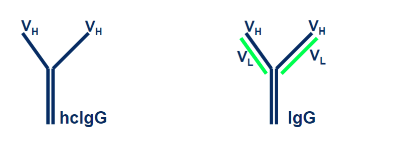 <p>isolated from llamas. The consist of a heavy chain and on variable region. It is smaller and can get into smaller regions that regular antibodies can not fit into.</p>