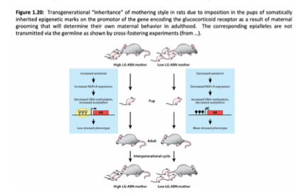 <p><span>→ Non, elle peut aussi se faire via le </span><strong>comportement</strong><span>.</span></p>