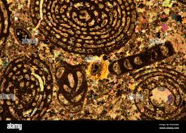 <p>Constructed limestones; </p><p>Entroque limestones;</p><p> Shell limestones (Lumachelle);</p><p> Limestone with foraminifera (Nummulites, Fusulines, chalk).</p>