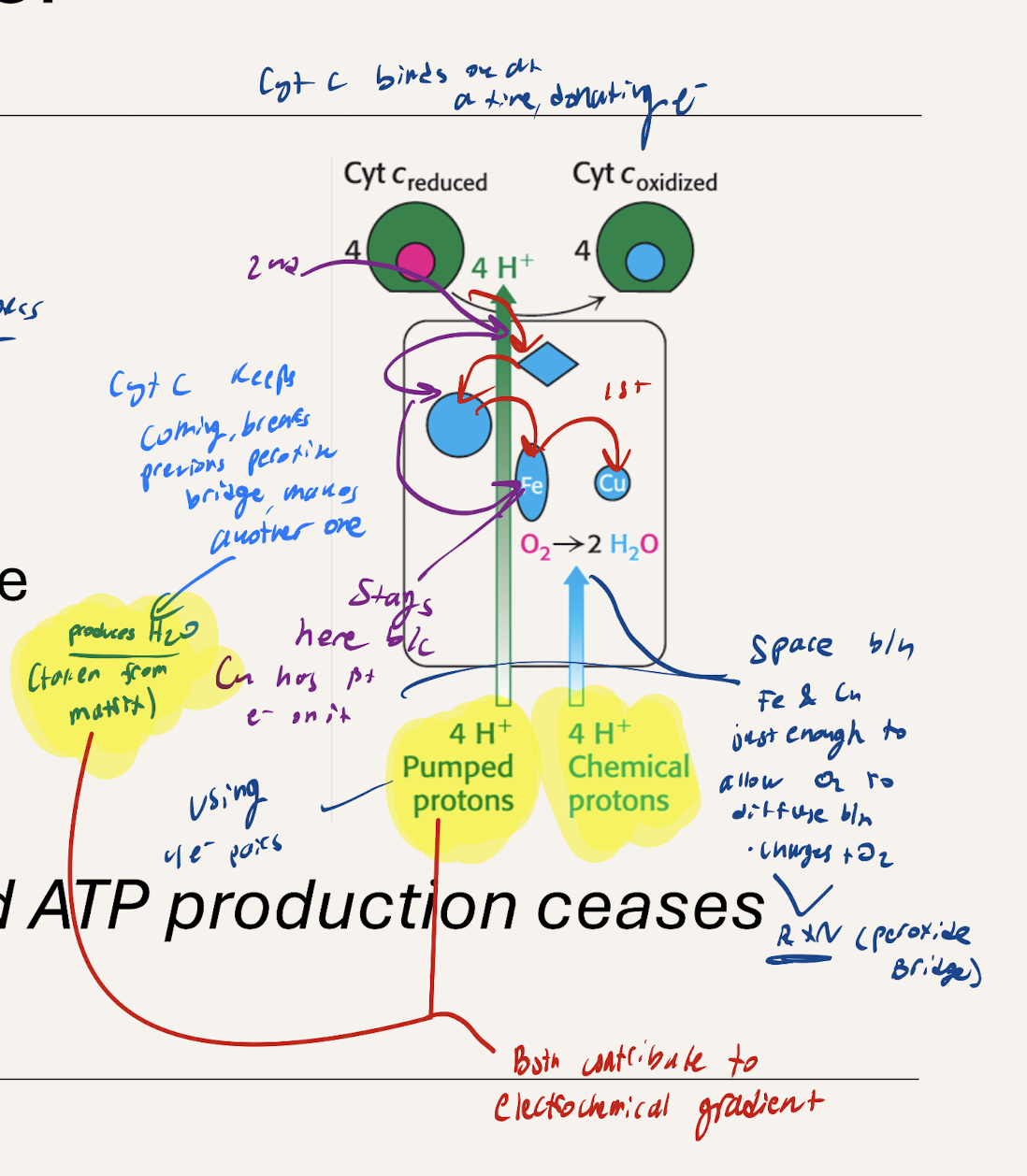 <p>1st Cytochrome C binds to complex and donates e- → Iron → Copper.</p><ul><li><p>Distance between iron and copper just enough that O2 can diffuse betwen when electrons are passing anf form peroxide bridge to do the reaction forming water. </p></li></ul><p></p><p>2nd Cytochrome C comes in and donates electrons which go up until Iron where is stays because Cu occupied with the 1st electron until peroxide bridge is broken (previous reaction concludes) so the next electron can be used for the reaction. </p><p></p><ul><li><p>causes 4H+ to be released with 4 CytC</p></li></ul><ul><li><p>Represents Ratchet Mechanism</p></li></ul><p></p>