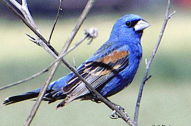 <p>what is this bird </p>