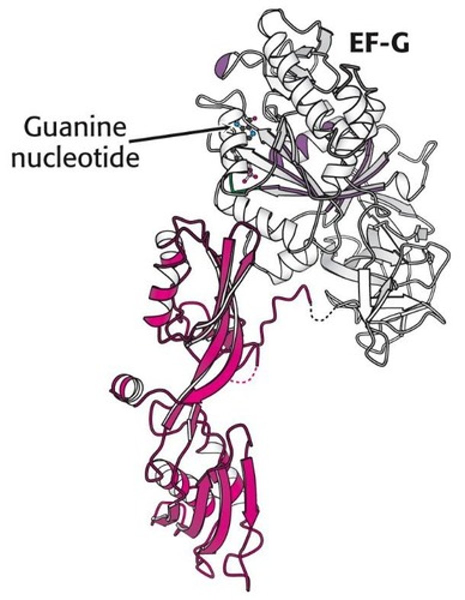 <p>Elongation factor that facilitates ribosome translocation.</p><p>EF-2</p>