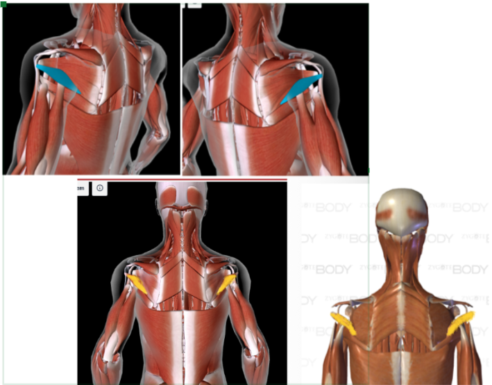 <p>Function: <strong>ROTATE ARM IN ALL DIRECTIONS</strong> at shoulder</p><ul><li><p>Kinda looks like mini wings</p></li><li><p>Below infraspinatus </p></li></ul><p></p>