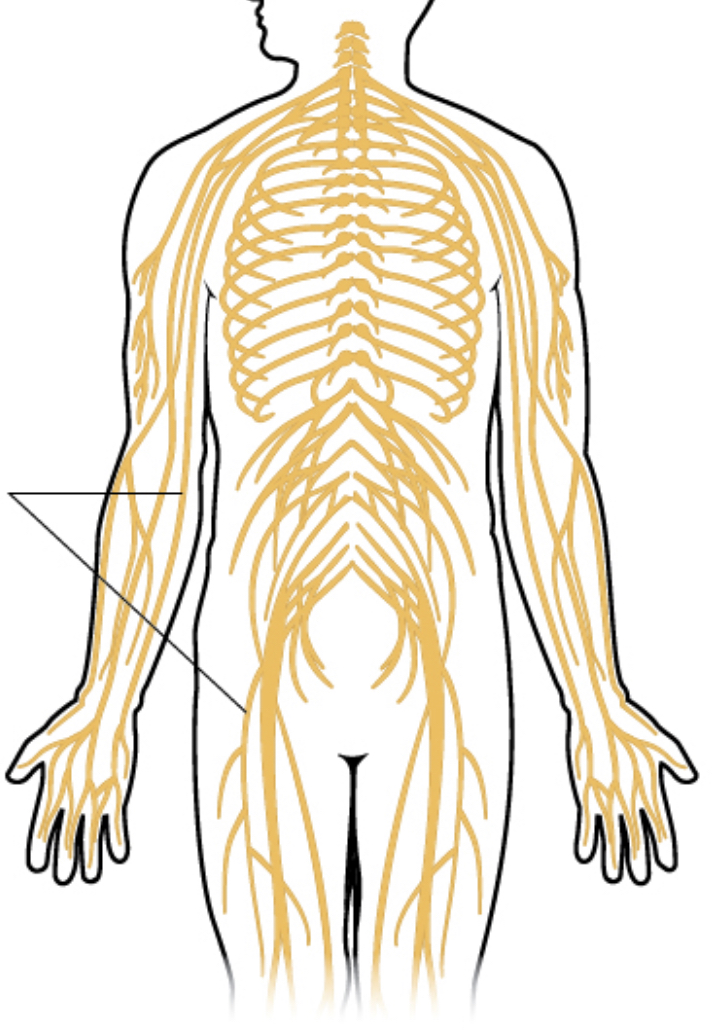 <p>Nerves</p>