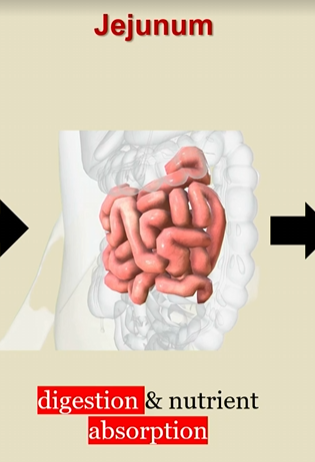 <p>in small intestine</p><p>digestion and nutrient absorption </p>
