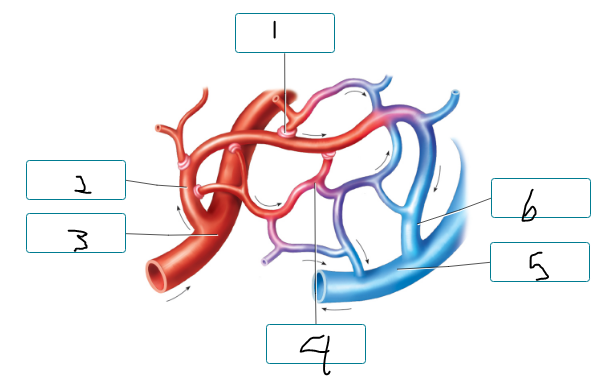 <p>Label the structures of the capillary bed.</p><p><span style="font-size: inherit; font-family: inherit"><br></span></p>