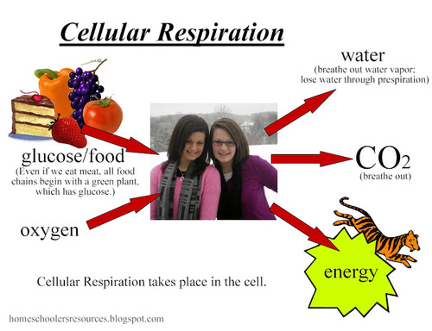 <p>Carbon dioxide, water, and ATP (energy)</p>