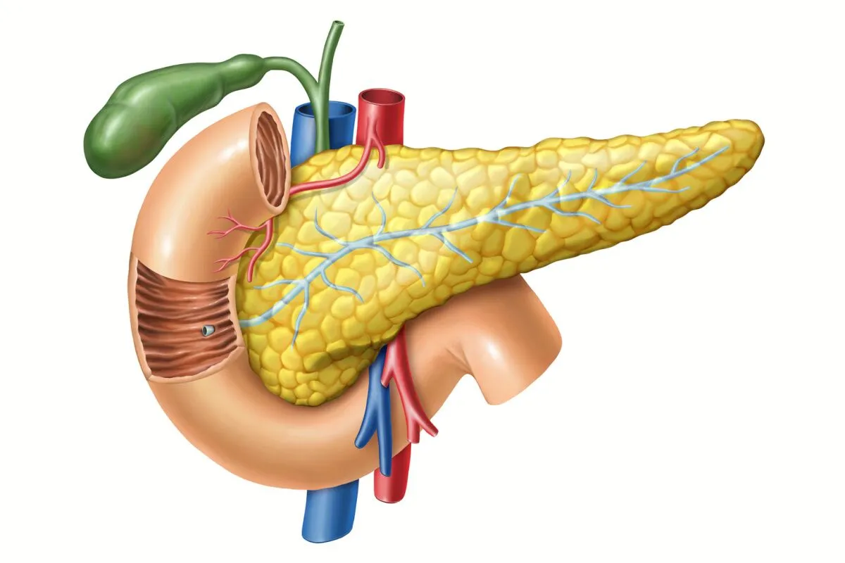<ul><li><p>large gland behind stomach (skinny in frogs) </p></li><li><p>secretes digestive enzymes into the duodenum </p></li></ul><p></p>