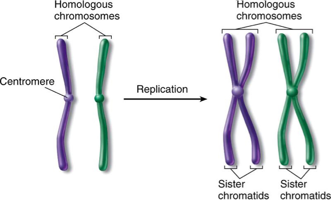 <p>Chromosomes before replication and after</p>