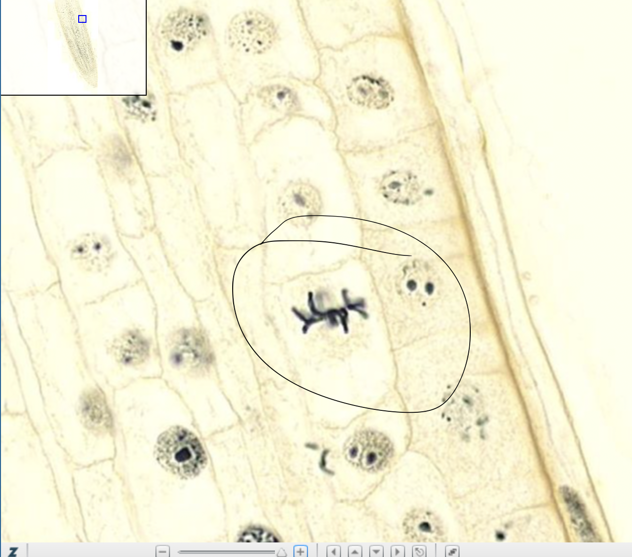 knowt flashcard image