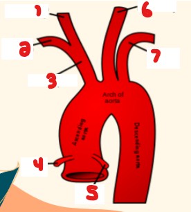 <p>Label the arteries that are crossed out on this aorta.</p>