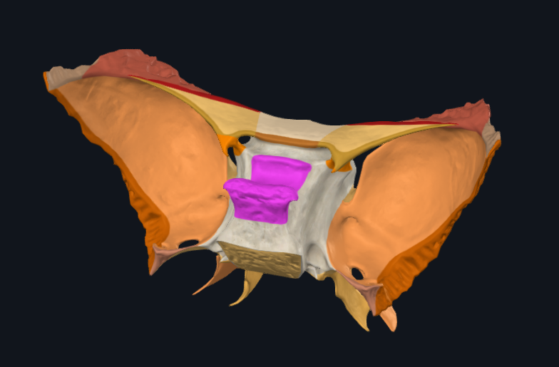 <p>What is highlighted in pink</p>