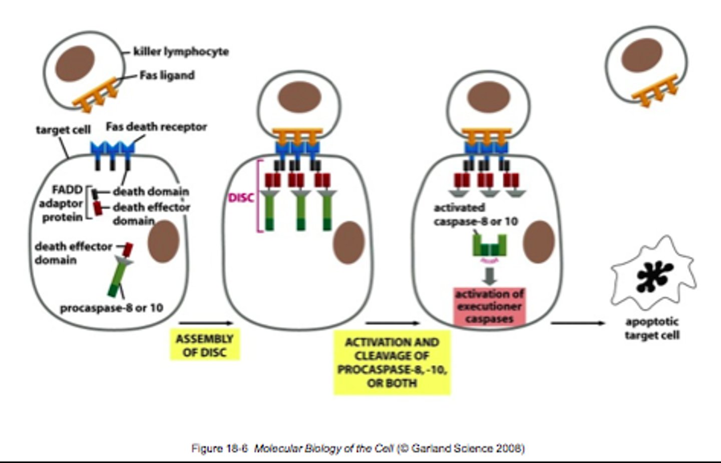 <p>death signals bind to death receptors on the plasma membrane --&gt; pro-caspase 8 is activated and becomes caspase 8 --&gt; activates caspase 3 --&gt; apoptosis</p>