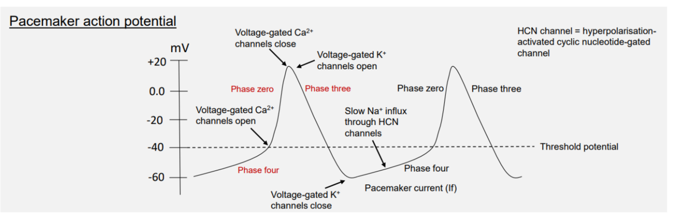<p>Pacemaker potential </p><p>4 → 0 → 3</p><p></p>