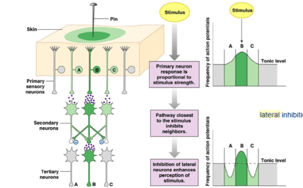 <p>Interconnected neurons inhibit their neighbors, enhancing contrast at the edges of regions</p>