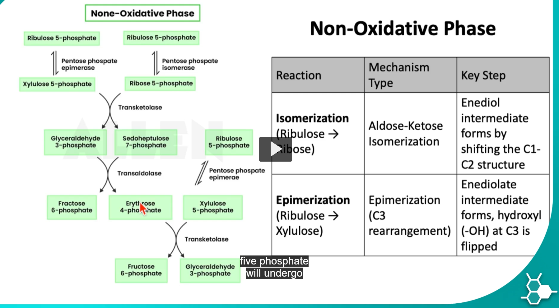 <p>the produced <strong>ribulose-5-phosphate</strong> will undergo either an <strong>isomerization</strong> OR <strong>epimerization</strong> process, which will <strong>produce different products</strong>.</p><p>-the most important difference between these products is that both reactions rely on acid-base catalysis to form each product, but isomerization changes a ketone → aldehyde, while epimerization alters stoichiometry at C3.</p><p>-iso “equal” mer “part”: isomer: “equal parts”, Isomers are: molecules that have the same molecular formula but different arrangements of atoms.</p><p>epi: “upon”, mer: “part”, epimer: “different at one part”, Epimers are: stereoisomers that differ in configuration at only ONE chiral carbon. </p><p>epimers are stereoisomers. </p>