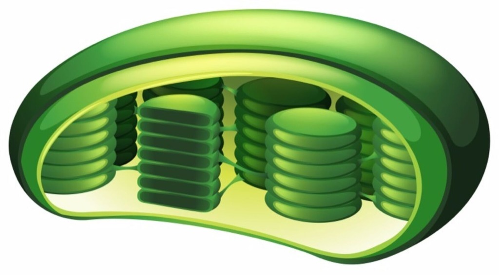 <p>Chloroplasts </p>