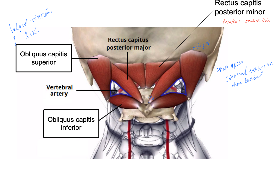 <p>PA: inferior nuchal line </p><p>DA: C2 spinous processes </p><p>Inn: suboccipital nerve (C1)</p><p>A: head extension and head rotation </p>