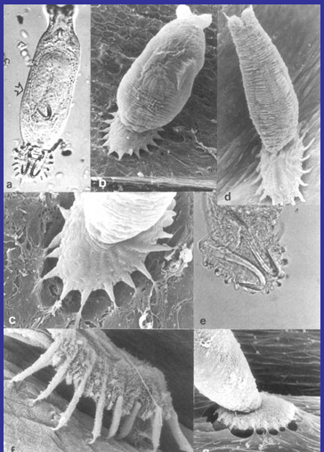 <p>Parasites that hook on to fish gills Free-living and ectoparasitic</p>