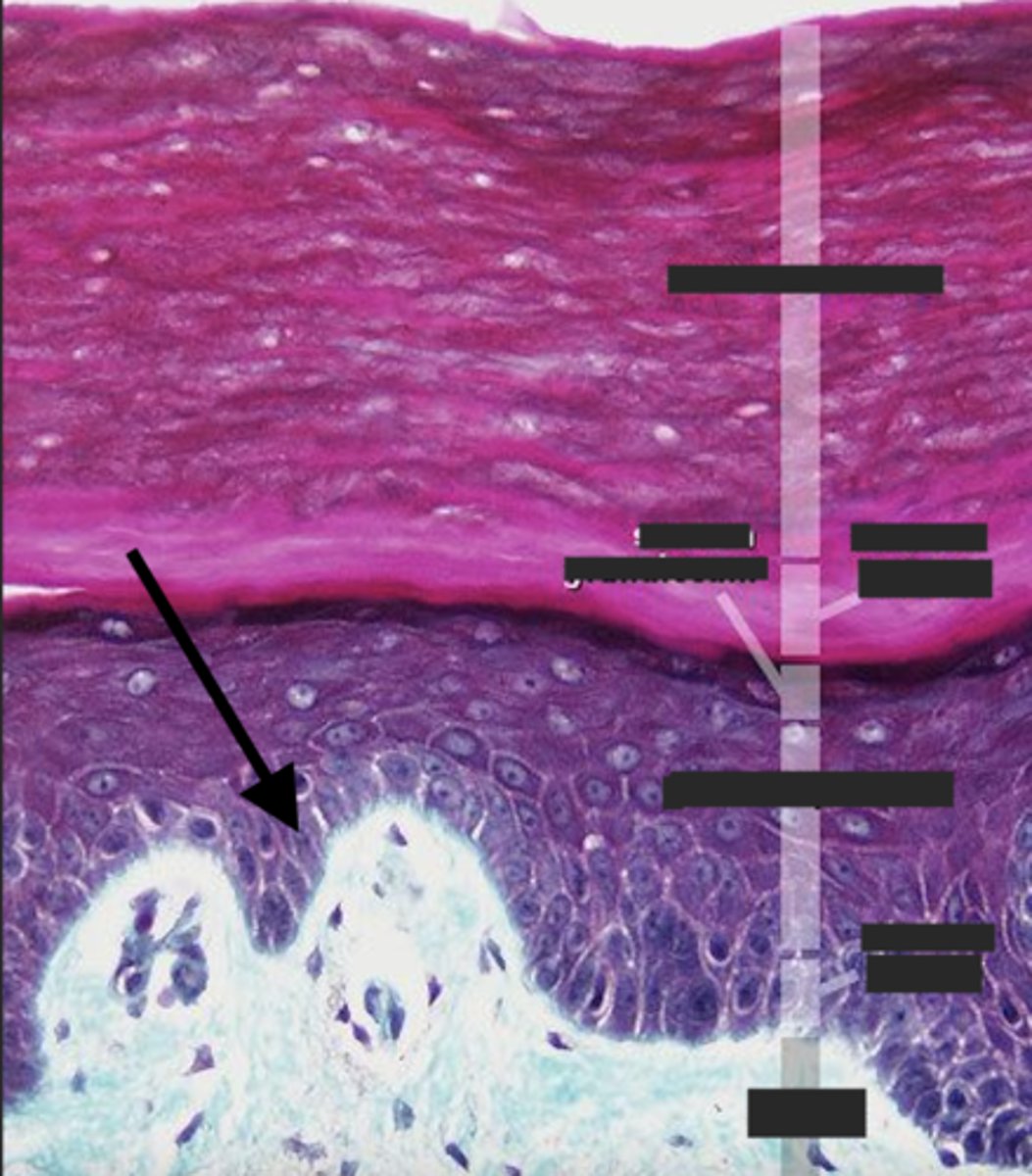 <p>What layer is the arrow pointing to?</p>