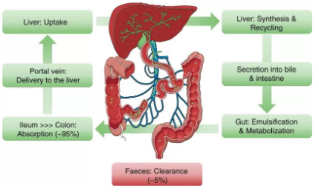 <p>PHOTO <span>What does the bile production and flow diagram show?</span></p>