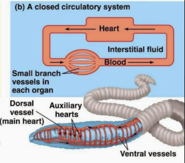 <p>closed circulatory system </p>