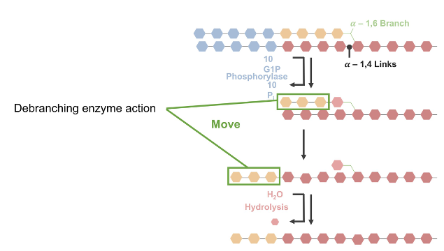 <ul><li><p><span>Mobilization of glucose from glycogen stores</span></p></li><li><p><span>Not the reverse of glycogenesis: separate pathway</span></p></li><li><p><span><u>Glycogen phosphorylase</u></span></p><ul><li><p><span>Releases G-1-P (90%)</span></p></li><li><p><span>Shortens chains to within 4 glucose molecules from branch</span></p></li><li><p><span>Will not break down chains after they reach 4 residues in length</span></p></li></ul></li><li><p><span><u>Debranching enzyme</u></span></p><ul><li><p><span>Disassembles branch points</span></p></li><li><p><span>Transfers to elongate chain (then elongated chain is broken down by glycogen phosphorylase)</span></p></li></ul></li></ul><p></p>