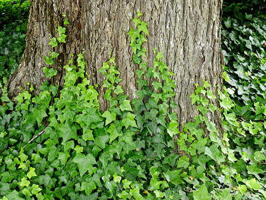 <p><strong>Ivy (<em>Hedera helix</em>, <em>Hedera colchica</em>)</strong></p><ul><li><p class="">Climbing vine</p></li><li><p class="">Evergreen</p></li><li><p class="">Star shaped</p></li><li><p class=""><em>H. colchica</em>: larger leaves</p></li><li><p class="">Aerial roots on stems</p></li><li><p class="">Rounded triangular</p></li></ul><p></p>