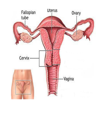 <ul><li><p>produced by ovaries </p></li><li><p>stimulates and controls reproductive system</p></li><li><p>prepares and maintains uterus for implantation</p></li></ul><p></p>