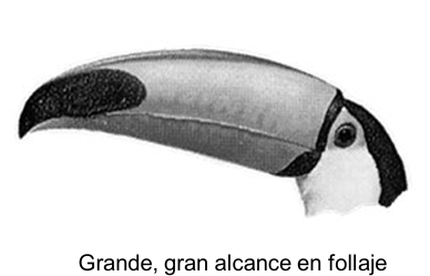 <p>pico grande, gran alcance en follage</p>