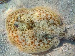<p>flat stingray w/ long tail, tadpole vibe</p>